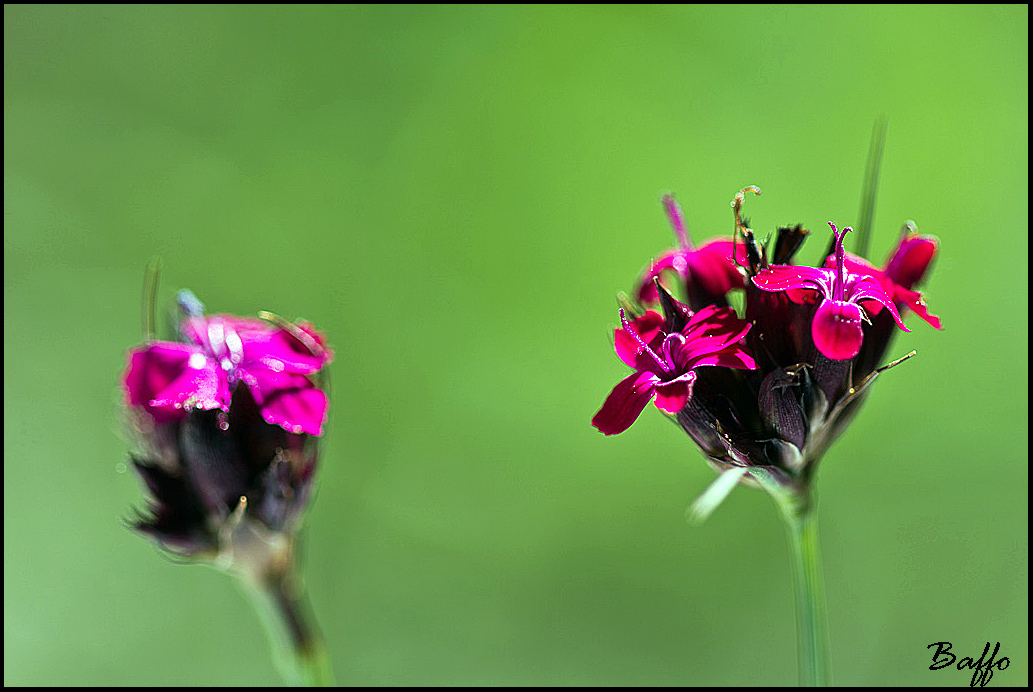 Dianthus sanguineus / Garofano sanguigno